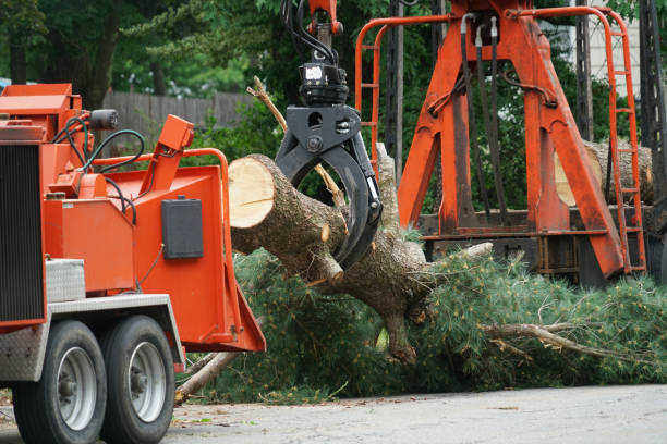 Glenwood City, WI  Tree Services Company